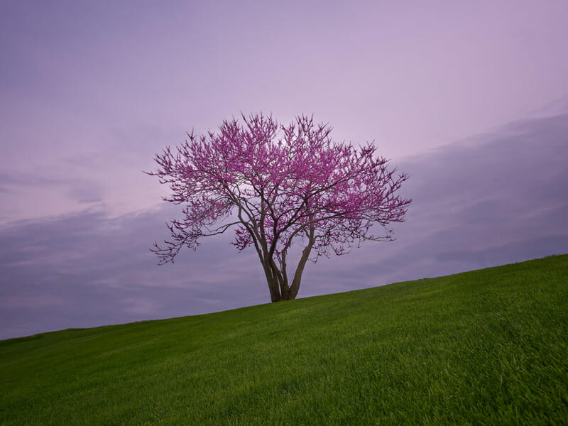 宋朝-李禺的回文诗《两相思》 - 第1张 - 鲜果博客 宋朝-李禺的回文诗《两相思》 - 第1张